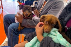 Leia mais sobre o artigo CARAVANA DA CASTRAÇÃO: 2ª etapa atende 9,6 mil animais e avança para Grande Dourados e Cone Sul