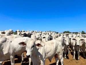 Leia mais sobre o artigo CARNE BARATA: Preço do boi gordo recua pelo país