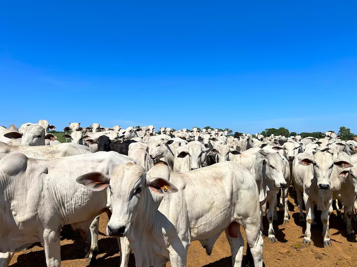 No momento, você está visualizando CARNE BARATA: Preço do boi gordo recua pelo país