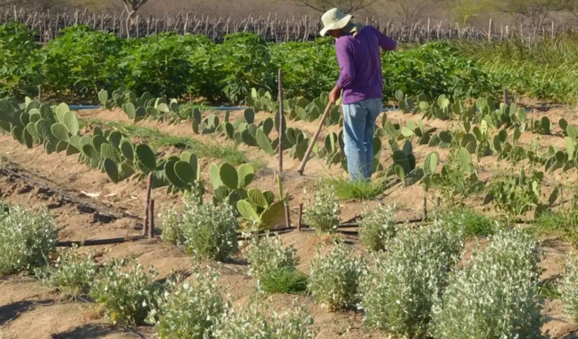 No momento, você está visualizando CMN simplifica crédito rural a populações tradicionais e extrativistas