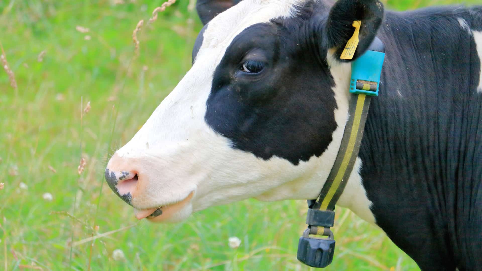 No momento, você está visualizando Coleiras inteligentes ajudam a monitorar saúde de vacas