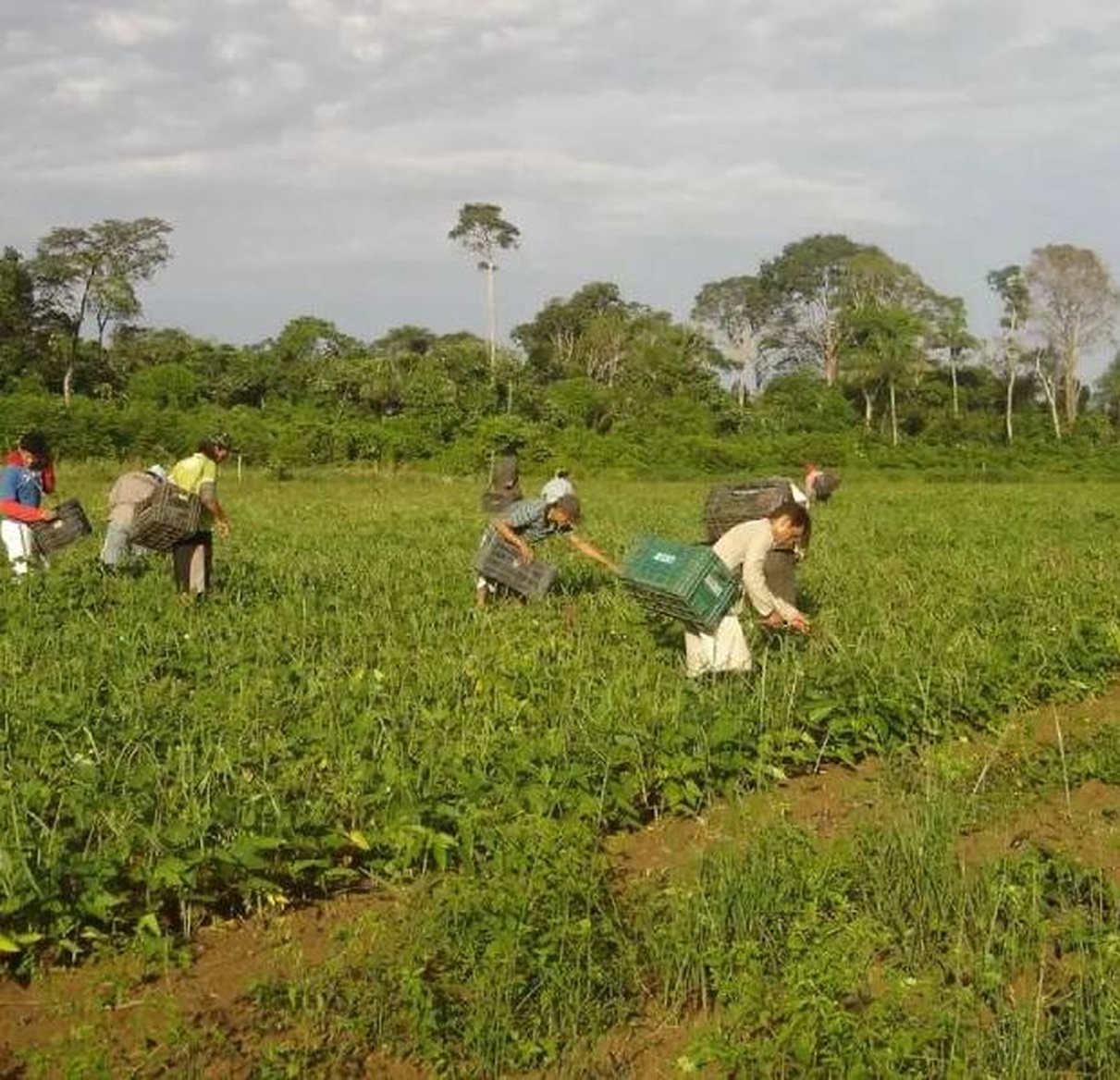 No momento, você está visualizando COP30 poderá gerar R$ 3,3 milhões para agricultores familiares