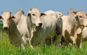 Leia mais sobre o artigo Arroba do boi gordo sobe na semana e mercado projeta cenário otimista para os próximos meses