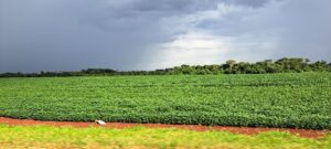 Leia mais sobre o artigo CONAB: Brasil semeou 34,4% da área prevista para soja 2025/26