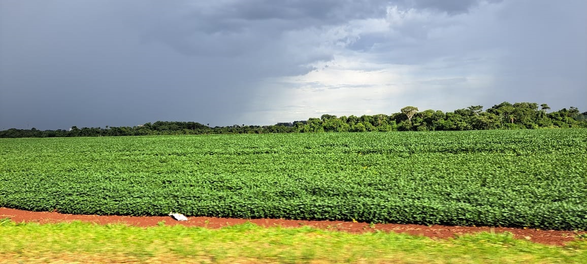 No momento, você está visualizando CONAB: Brasil semeou 34,4% da área prevista para soja 2025/26