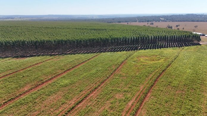 No momento, você está visualizando Crescimento na silvicultura transforma Campo Grande em polo estratégico
