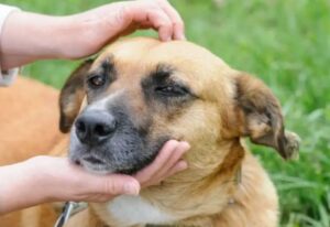 Leia mais sobre o artigo Prefeitura promove Ação de adoção de cães adultos resgatados de maus-tratos