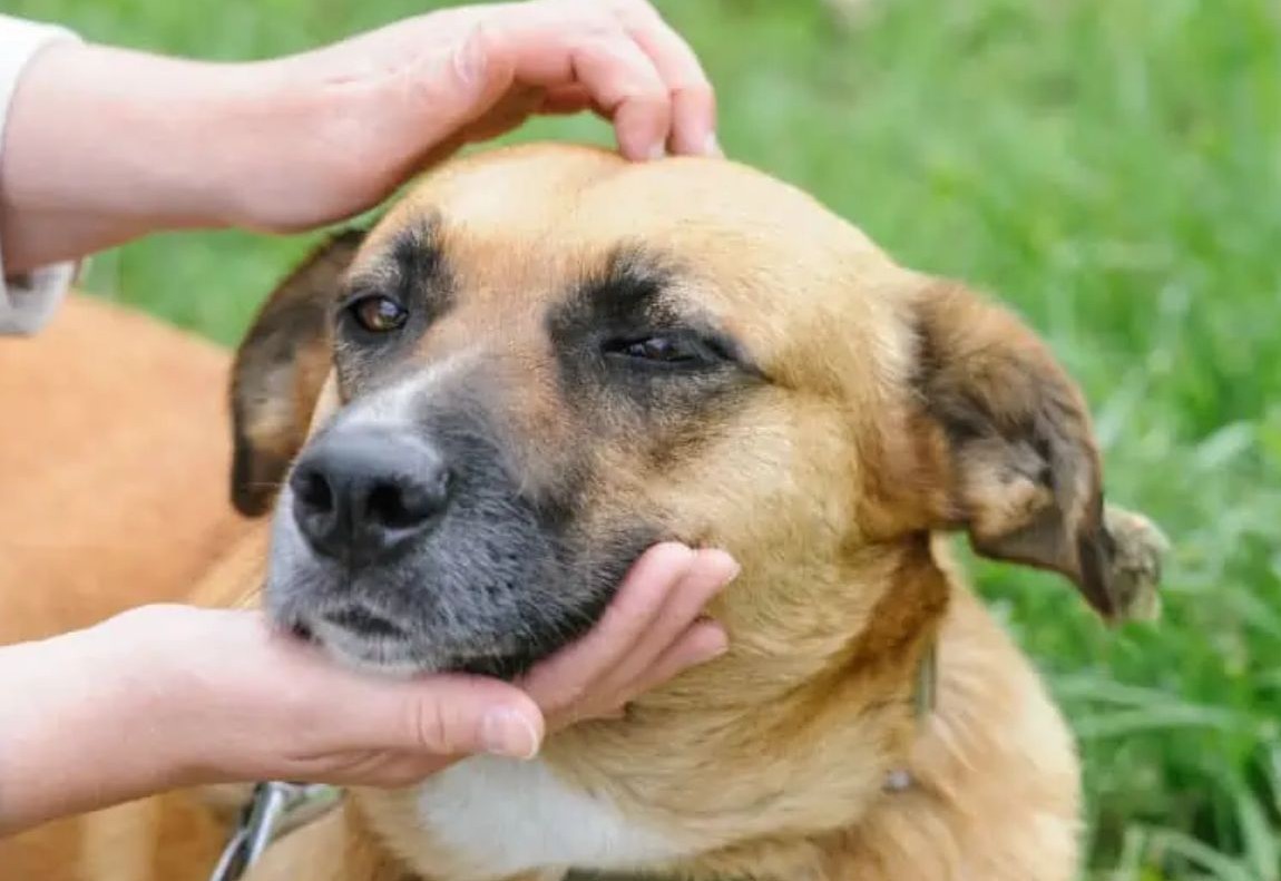 No momento, você está visualizando Prefeitura promove Ação de adoção de cães adultos resgatados de maus-tratos