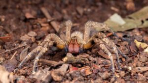 Leia mais sobre o artigo Veneno de aranha pode controlar tumor cerebral, segundo pesquisa brasileira