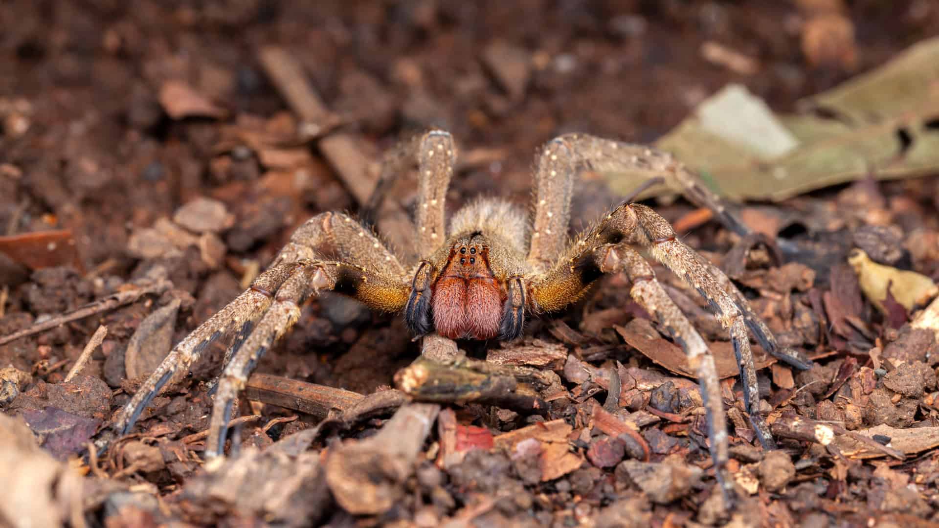 No momento, você está visualizando Veneno de aranha pode controlar tumor cerebral, segundo pesquisa brasileira