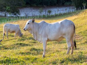 Leia mais sobre o artigo Carne baixo carbono é anunciada na COP30 pela Embrapa e fortalece a pecuária sustentável