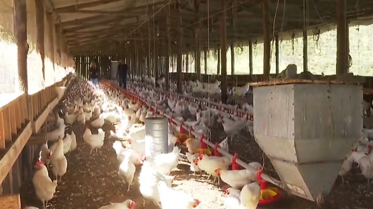 No momento, você está visualizando China suspende proibição de importações relacionada à gripe aviária no Brasil