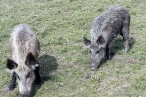 Leia mais sobre o artigo Famasul defende marco regulatório mais ágil para controle do javali em MS