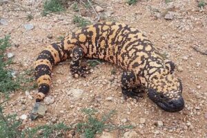 Leia mais sobre o artigo Lagarto venenoso citado no Enem 2025 inspirou a criação do Ozempic