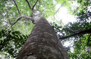 Leia mais sobre o artigo Habilitado para captar recursos de REDD+, MS vai estruturar mercado de carbono a partir de 2026