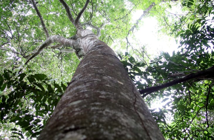 No momento, você está visualizando Habilitado para captar recursos de REDD+, MS vai estruturar mercado de carbono a partir de 2026