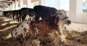 Leia mais sobre o artigo HOJE: Eduardo Riedel entregará matrizes e reprodutores girolando a produtores nesta sexta-feira