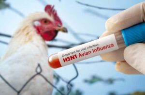 Leia mais sobre o artigo Gripe aviária mutante pode superar a gravidade da Covid-19, diz Instituto Pasteur