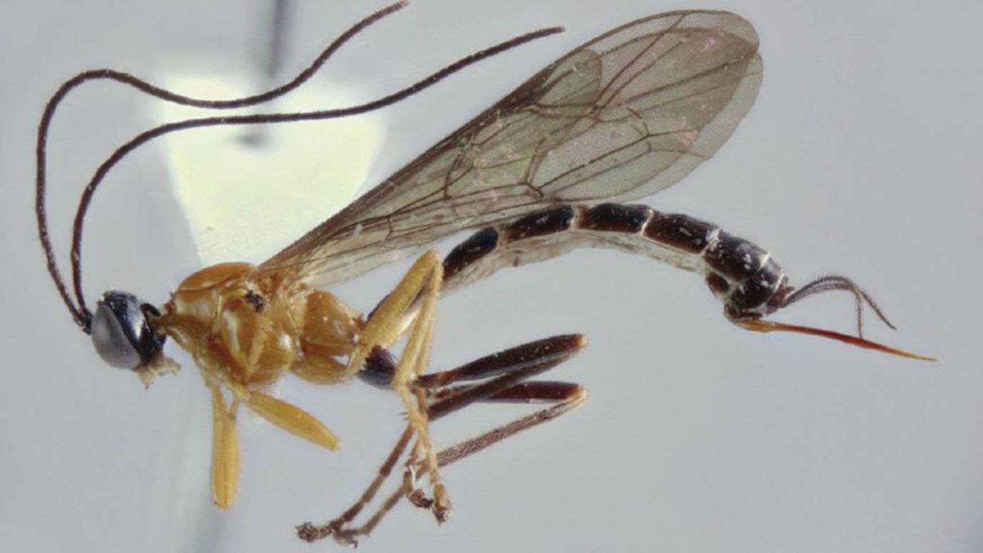 No momento, você está visualizando 5 parasitas que controlam a mente e corpo de seus hospedeiros