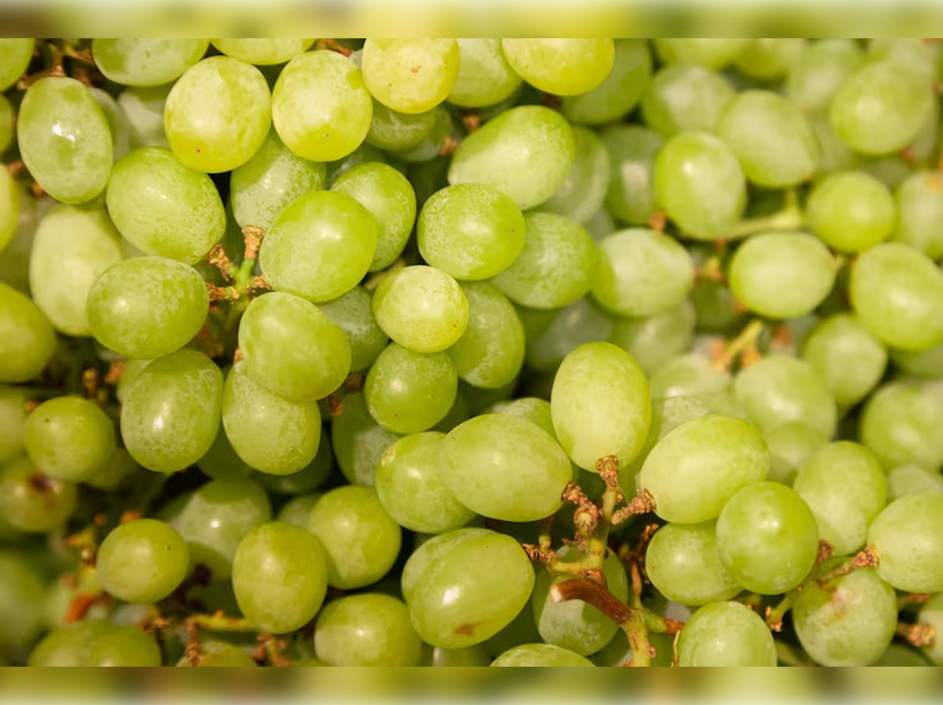 No momento, você está visualizando ANO NOVO: Entenda por que se comem uvas na celebração da virada do ano