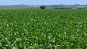 Leia mais sobre o artigo Prazo para cadastro de áreas de soja encerra no dia 10 de janeiro em MS