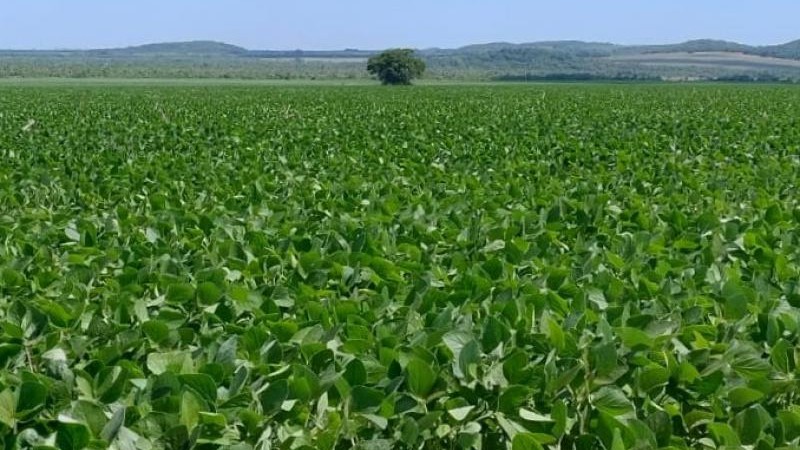 No momento, você está visualizando Prazo para cadastro de áreas de soja encerra no dia 10 de janeiro em MS