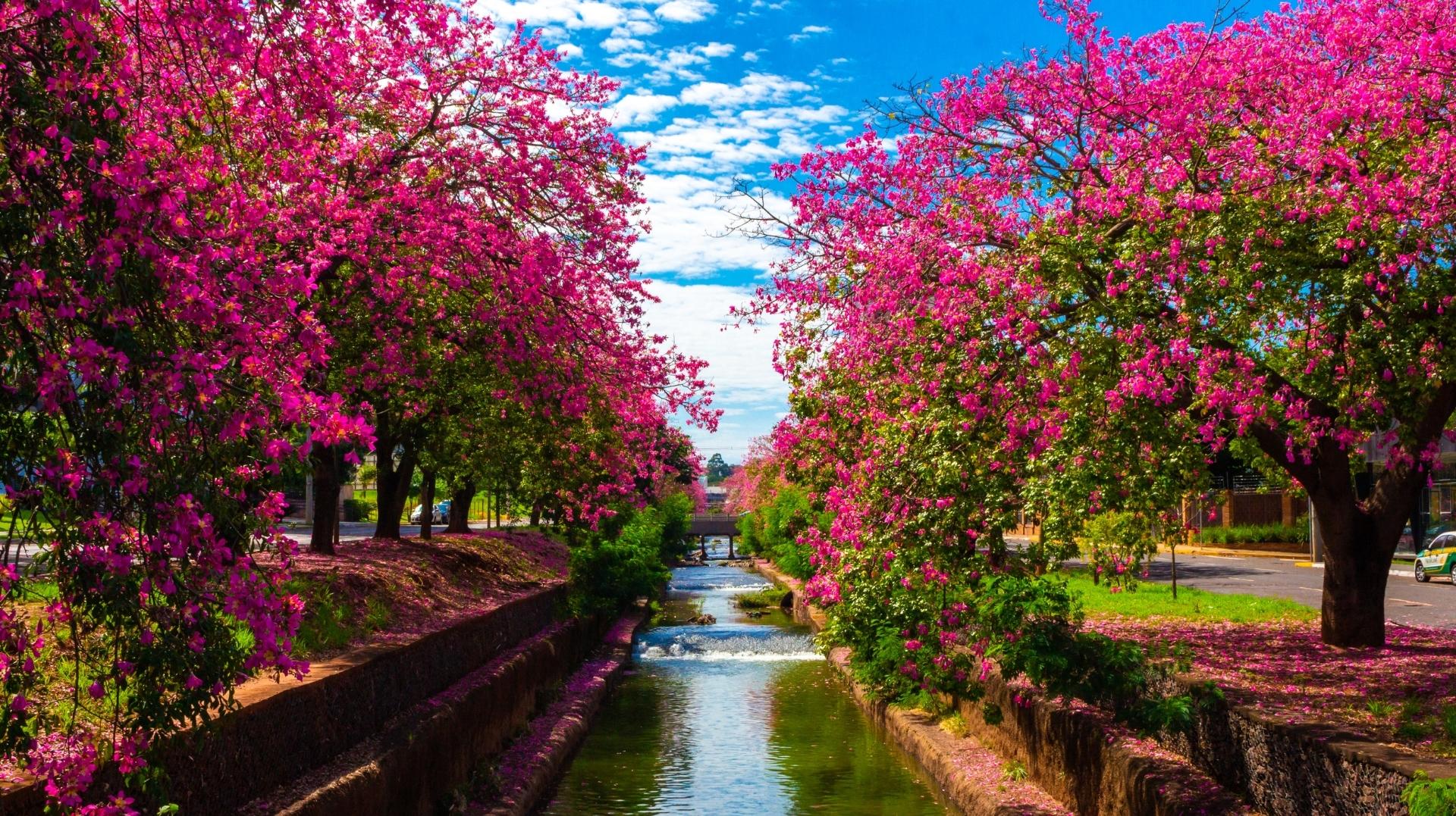 No momento, você está visualizando Campo Grande encerra ano com avanços ambientais e projeta 2026 para consolidação do desenvolvimento sustentável