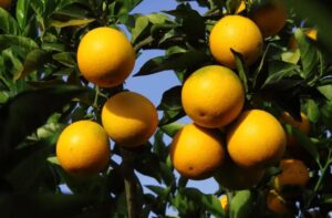 Leia mais sobre o artigo Setor de citros deve investir R$ 2,4 bilhões em MS