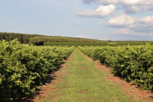 Leia mais sobre o artigo NOVA FRONTEIRA AGRÍCOLA: Citricultura injeta R$ 2,4 bilhões e diversifica base produtiva em Mato Grosso do Sul
