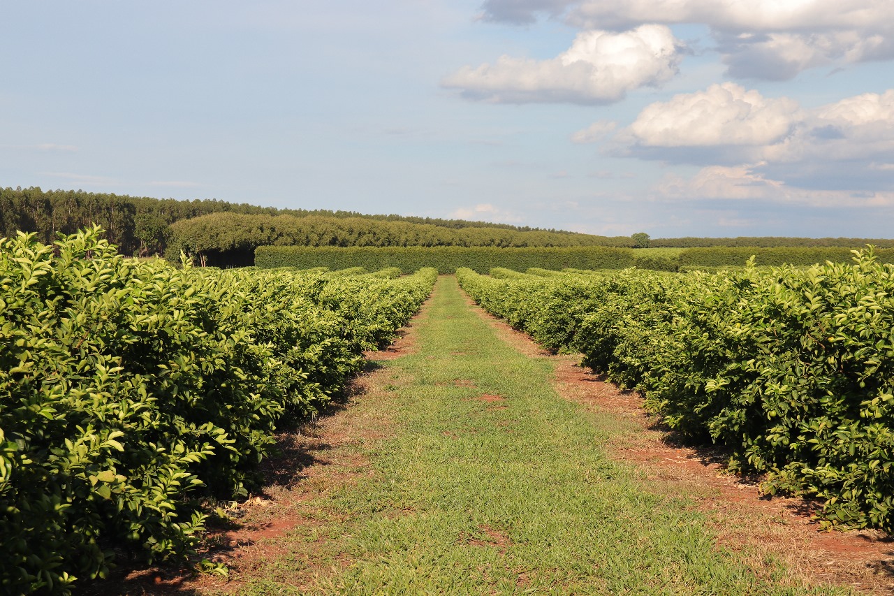 No momento, você está visualizando NOVA FRONTEIRA AGRÍCOLA: Citricultura injeta R$ 2,4 bilhões e diversifica base produtiva em Mato Grosso do Sul