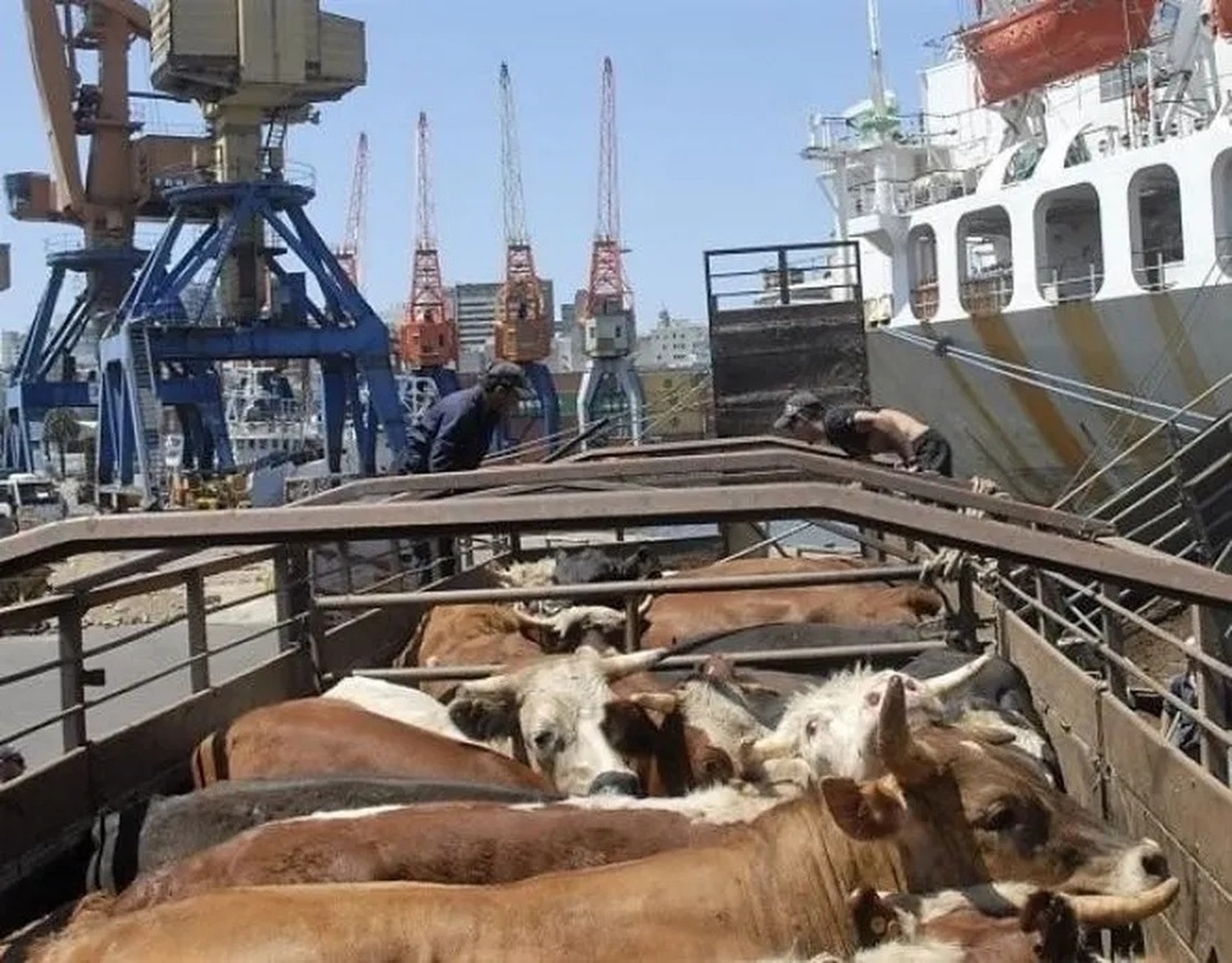 No momento, você está visualizando Exportações de gado vivo do Brasil devem atingir 1 milhão de bovinos em 2025