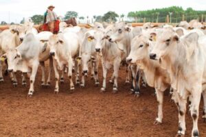 Leia mais sobre o artigo RETROSPECTIVA: Avanços sanitários, novos programas e articulação política marcam o agro de MS em 2025