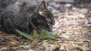 Leia mais sobre o artigo Governo da Nova Zelândia pretende erradicar milhões de gatos até 2050