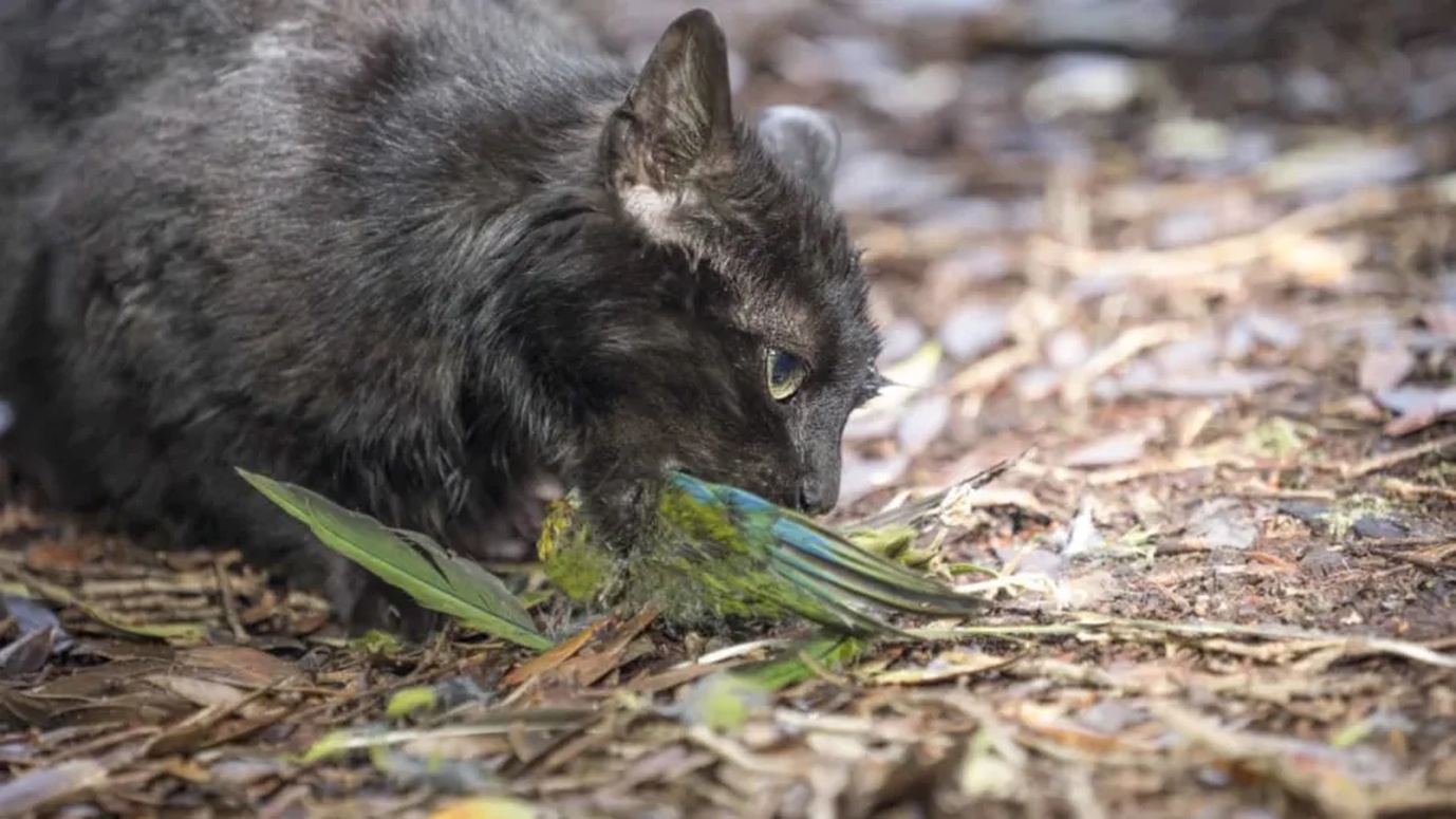 No momento, você está visualizando Governo da Nova Zelândia pretende erradicar milhões de gatos até 2050