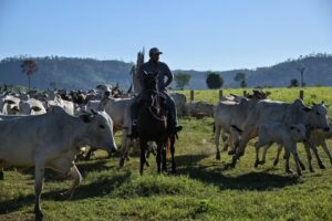 Leia mais sobre o artigo ACORDO UE-MERCOSUL: Parlamento Europeu aprova medidas de proteção mais rígidas para o agro