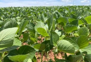 Leia mais sobre o artigo Produtores de soja de MS têm até 10 de janeiro para declarar áreas plantadas