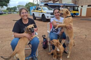 Leia mais sobre o artigo ESTADO: Caravana da Castração inicia os trabalhos de 2026 em Eldorado, na próxima quinta-feira