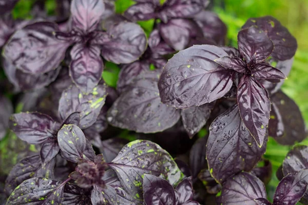 No momento, você está visualizando NÃO É CITRONELA: Esta planta poderosa afasta moscas e perfuma a cozinha ao mesmo tempo