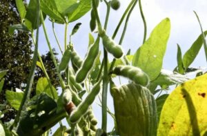 Leia mais sobre o artigo TERMINA HOJE: Declaração da soja deve ser feita até o dia 10 em MS