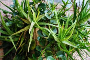 Leia mais sobre o artigo Ter essas plantas em casa ajuda a reduzir mosquitos e traz mais conforto diário