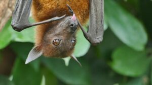 Leia mais sobre o artigo VÍRUS NIPAH: Entenda sintomas, formas de contágio e risco de chegar ao Brasil