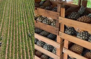 Leia mais sobre o artigo A fruta doce e ácida que amplia renda de pequenos produtores em MS