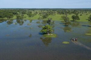 Leia mais sobre o artigo Brasil sediará COP15 de animais silvestres no Pantanal de MS