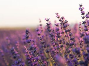 Leia mais sobre o artigo Conheça a planta medicinal que ajuda no sono, reduz o estresse e protege o cabelo contra a queda