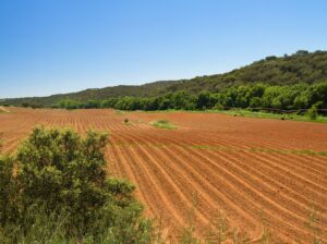 Leia mais sobre o artigo Preço das terras rurais varia de R$ 50 mil a R$ 250 mil por hectare