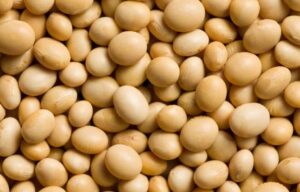 Leia mais sobre o artigo Soja interrompe sequência de baixas no Brasil e volta a subir