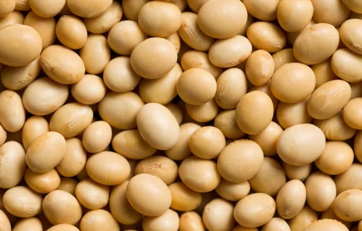 No momento, você está visualizando Soja interrompe sequência de baixas no Brasil e volta a subir