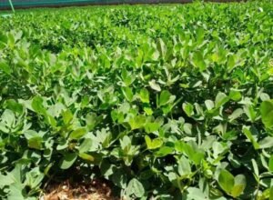 Leia mais sobre o artigo MS projeta aumento de 823% na produção de amendoim para safra 24/25