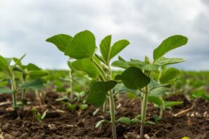 Leia mais sobre o artigo Região sul lidera áreas irregulares de soja em MS e vê saca desvalorizar