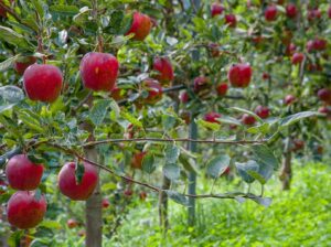 Leia mais sobre o artigo Brasil estima colher mais de 1 milhão de toneladas de maçãs nesta safra